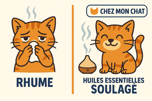 Quand le nez de nos chats se bouche…